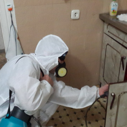 Дезинфекция от муравьев в квартире в Бабаево